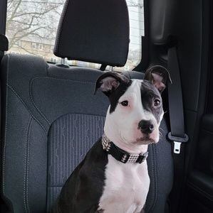 Meet your Posher, Sandy